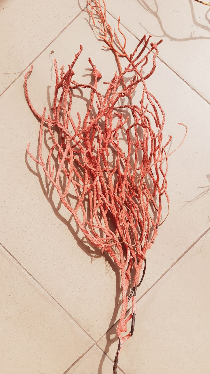 Seaweed specimen collected during field exploration